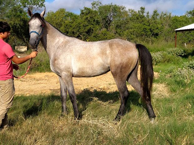 ARABIAN HORSES FOR SALE, SAN ANTONIO TEXAS AREA